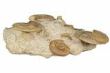 Jurassic Ammonite, Bivalve, Gastropod & Belemnite Association - France #191729-6